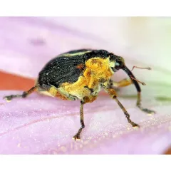 iris weevil thumbnail 1