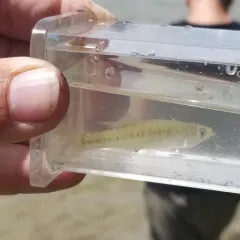 Banded Killifish thumbnail 3
