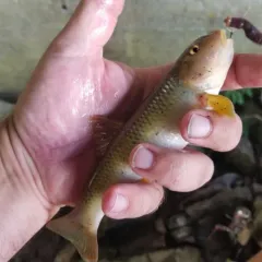 River Chub thumbnail 4