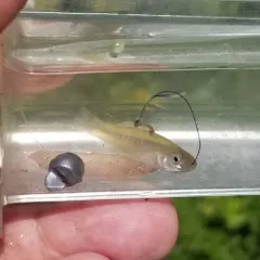 Banded Killifish thumbnail 4