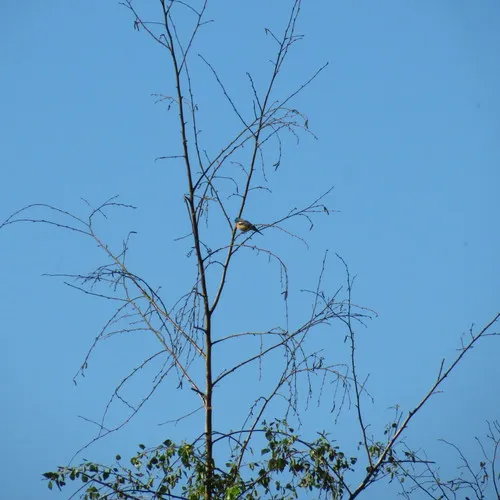 Lazuli Bunting