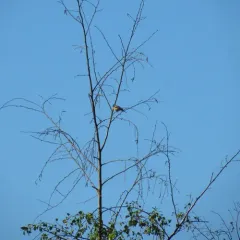 Lazuli Bunting thumbnail 1