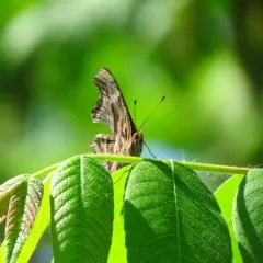 Satyr Comma thumbnail 3