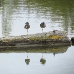 Greater Yellowlegs thumbnail 4