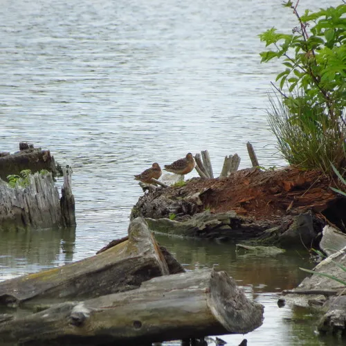 Long-billed Dowitcher