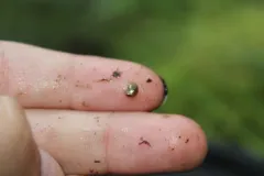 Coastal Swamp Amphipod thumbnail 2