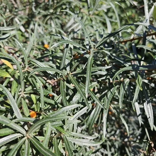Sea-buckthorn