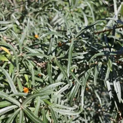 Sea-buckthorn thumbnail 1
