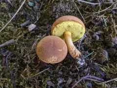 Xerocomus illudens thumbnail 1