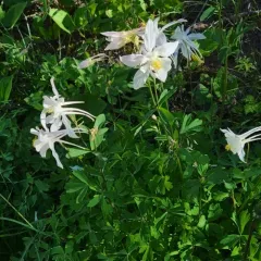 blue columbine thumbnail 3