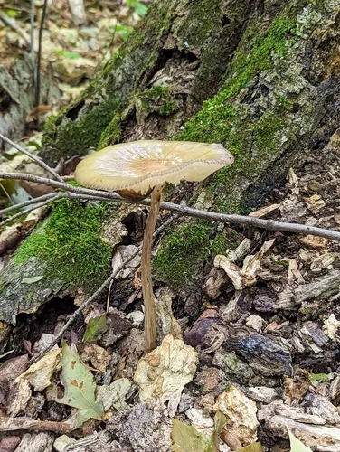 Beech Rooter