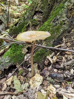 Beech Rooter thumbnail 1