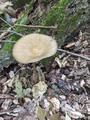 Beech Rooter