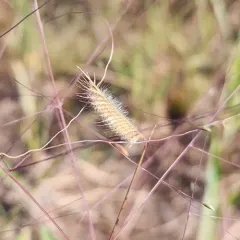 hairy grama thumbnail 4