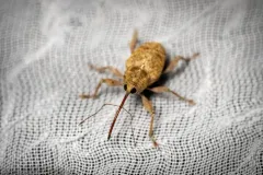California Acorn Weevil thumbnail 1