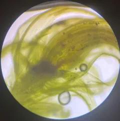 Claw-leaved Hook-moss thumbnail 2