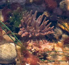 Christmas Anemone thumbnail 3