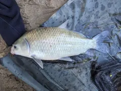 Smallmouth Buffalo thumbnail 2