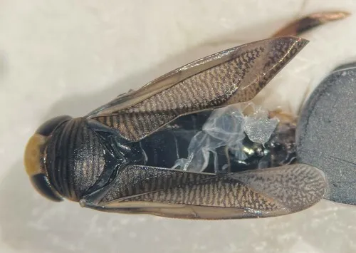 Callicorixa tetoni
