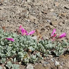 Cliff Beardtongue thumbnail 4