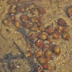 Pointed Campeloma thumbnail 4
