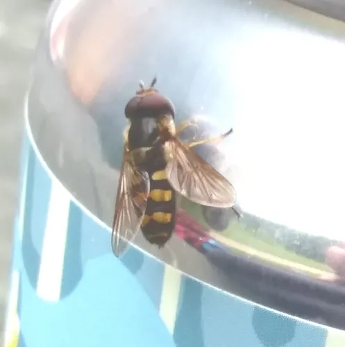 Black-bellied Aphideater