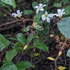 Nodding Saxifrage thumbnail 4