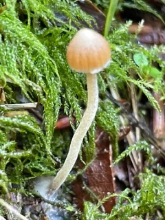 Galerina nigripes thumbnail 2