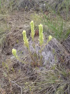 Deer Paintbrush thumbnail 3