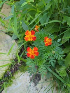 French marigold thumbnail 3
