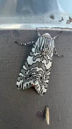 Painted Tiger Moth thumbnail 2