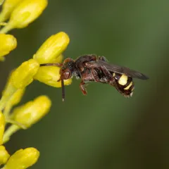 Banks' Nomad Bee thumbnail 3