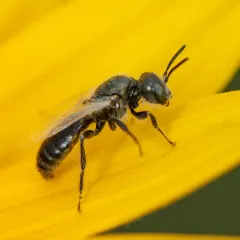 Bequaert's Fairy Bee thumbnail 4