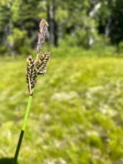 Holm's Rocky Mountain sedge thumbnail 2