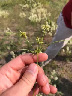 Mohlenbrock's umbrella sedge thumbnail 2