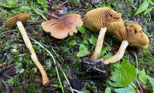 Cortinarius rufulus