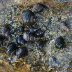 Sitka Periwinkle thumbnail 4