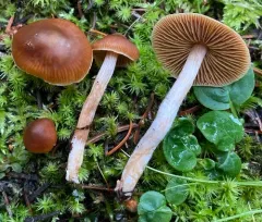 Cortinarius mammillatus thumbnail 1
