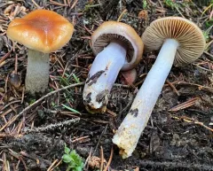 blue-girdled webcap thumbnail 1