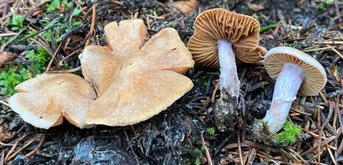 Cortinarius calopus