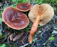 Lactarius badiosanguineus thumbnail 4