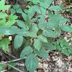 naked-flowered tick-trefoil thumbnail 3