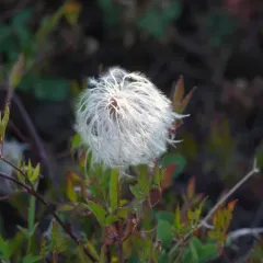 Orange-peel Clematis thumbnail 3