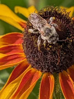 Common Longhorn Bee thumbnail 4