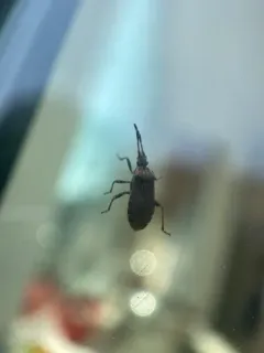 Ceraleptus pacificus thumbnail 4