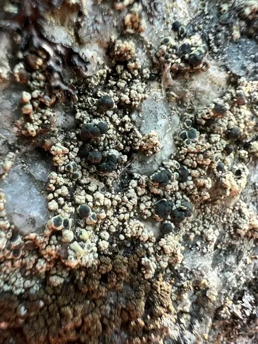 Lecanora leptacina