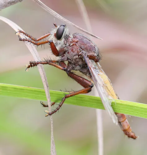 Proctacanthus rufus