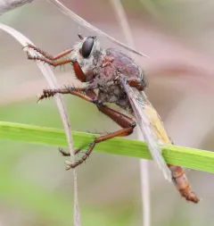Proctacanthus rufus thumbnail 1
