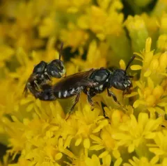 Eight-spotted Fairy Bee thumbnail 4