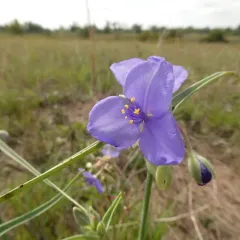 Western Spiderwort thumbnail 2